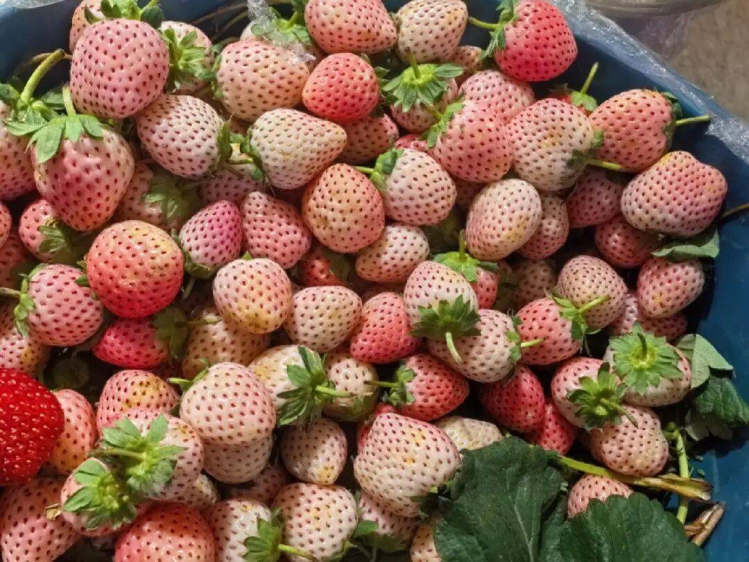 30-38元/公斤!昆明这一美味已上市!